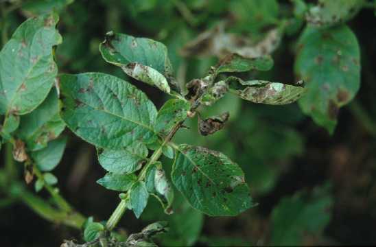 Symptomen van Phytophthora infestans op aardappel. Foto copyright: PPO; Bron: Kennisakker.